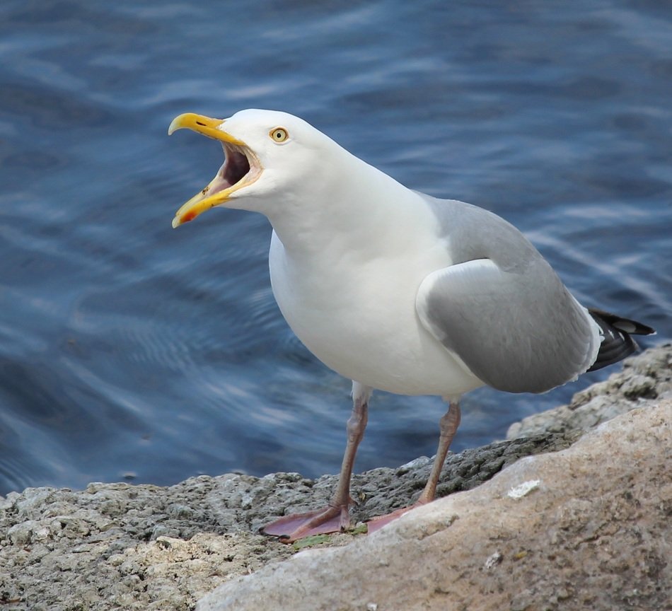 herring gull bird on the river bank