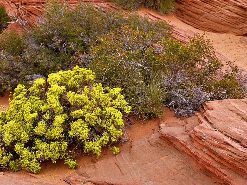 Sage brush in the desert