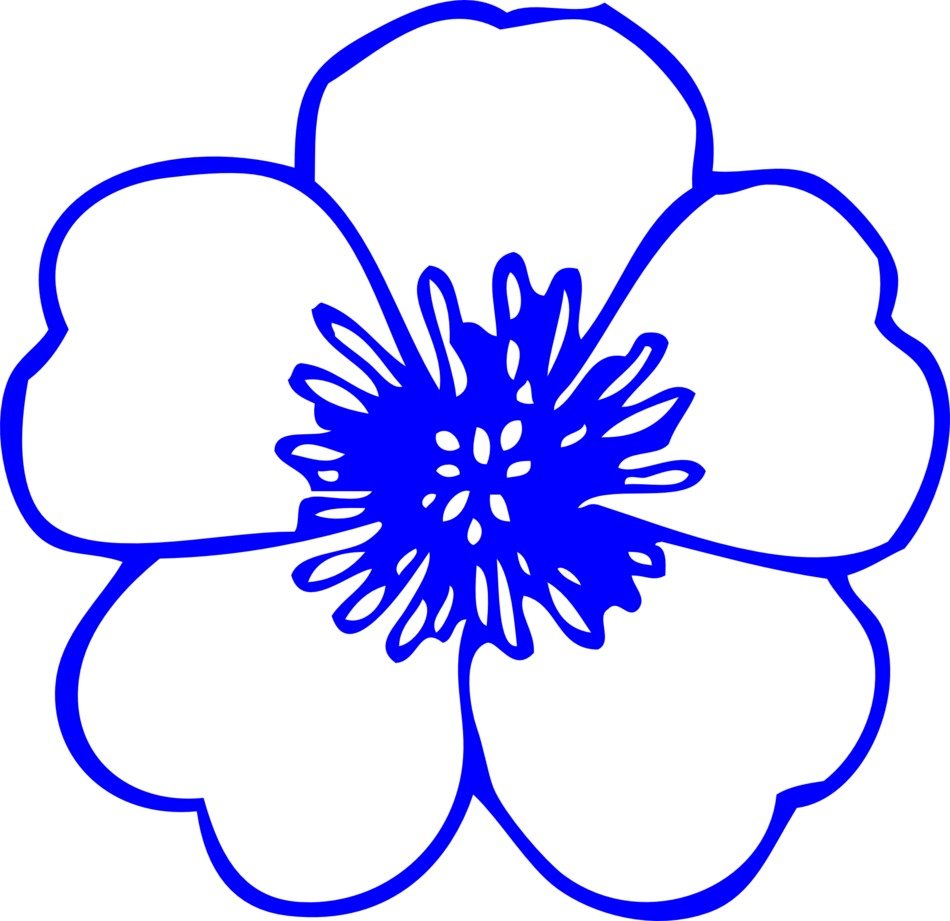drawing of flower buttercup