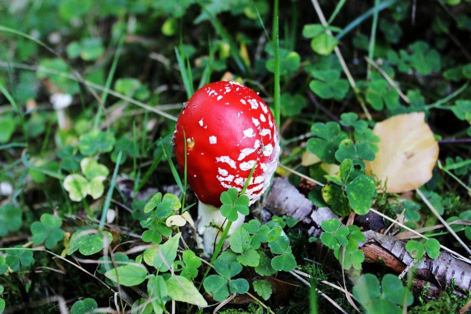 Picture of fly agaric