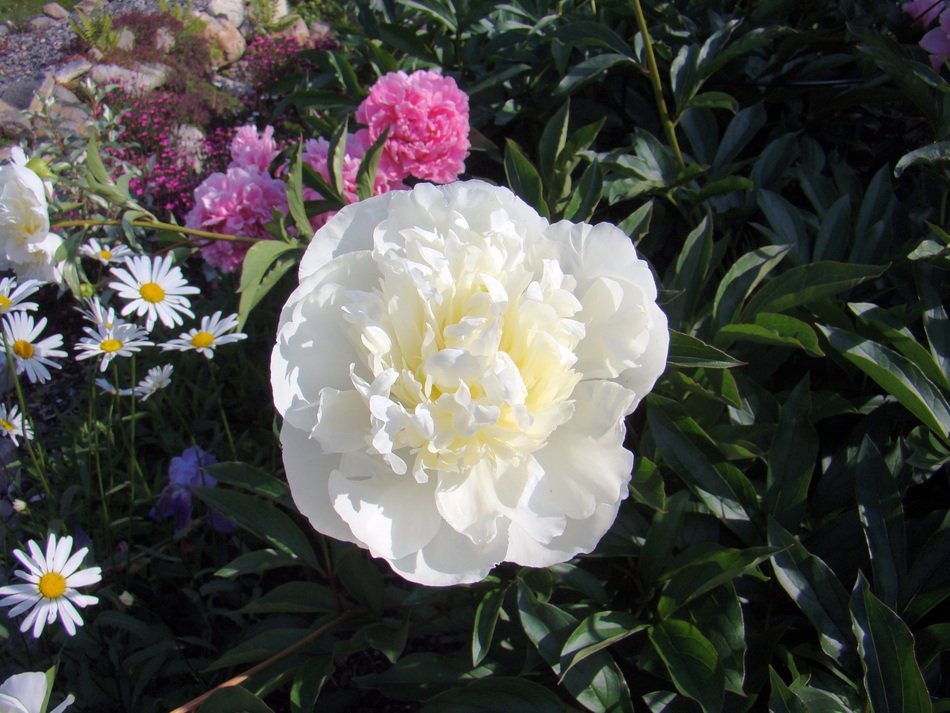 White and pink pion flowers