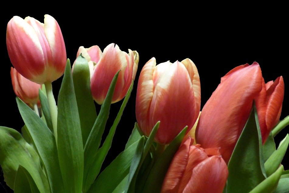 spring tulips on a black background