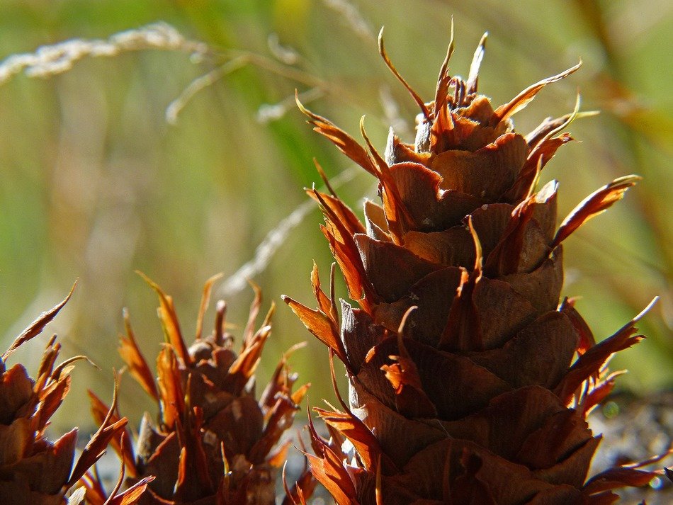 astounding cones pine