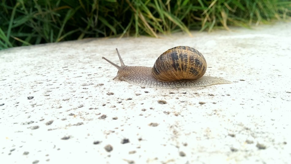 very beautiful snail animals