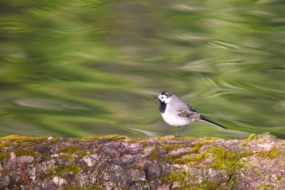 songbird near the water