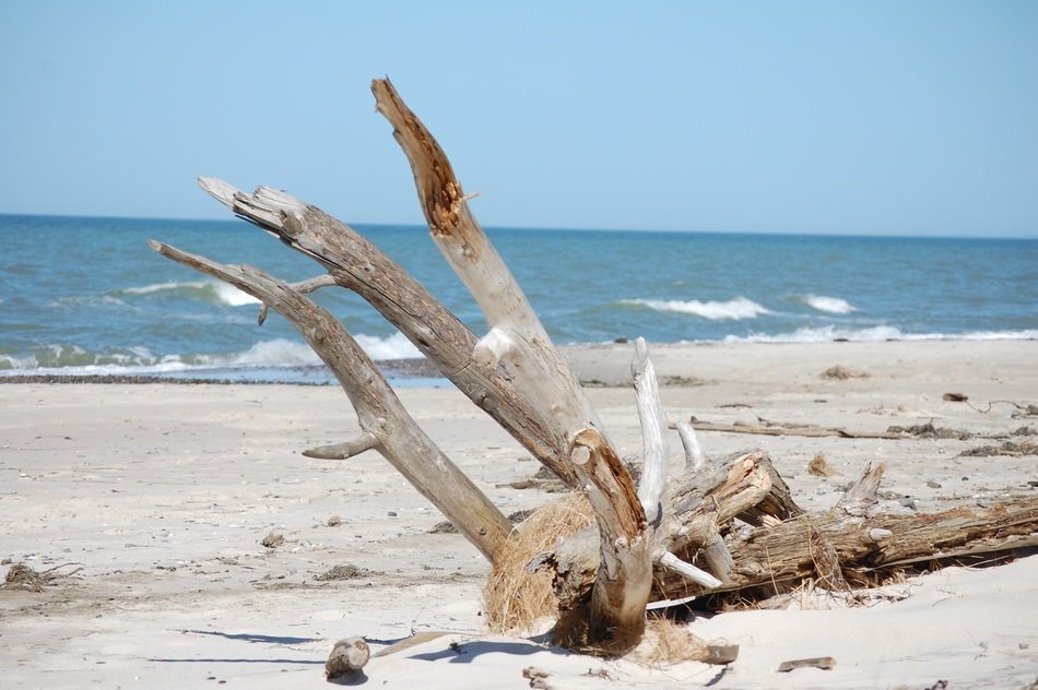 astounding flotsam nature