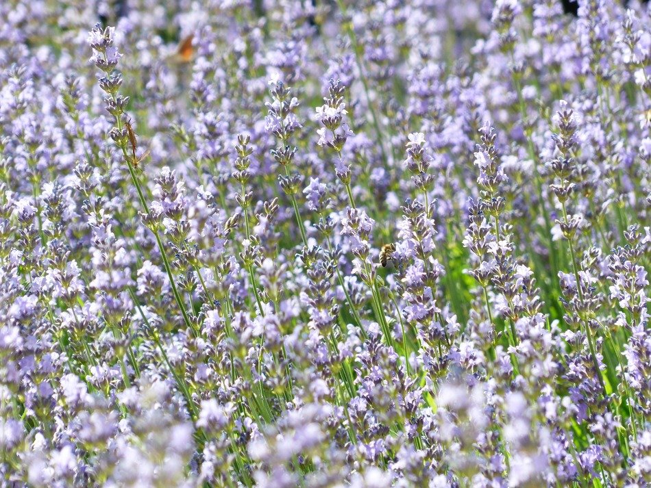 Beautiful and colorful blossoming lavanda- medicinal plant