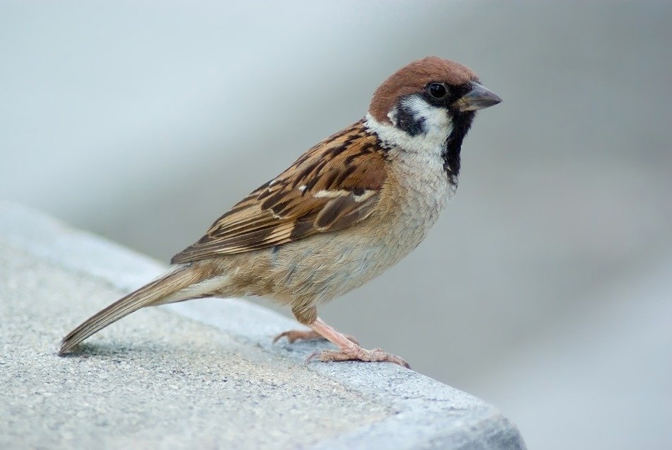 tree sparrow outside