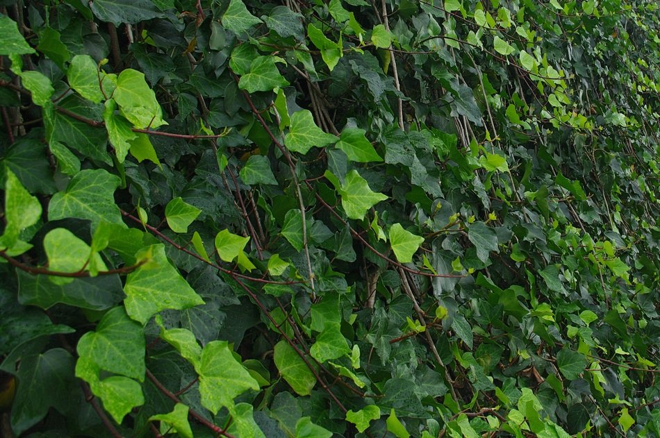 A lot of the green foliage