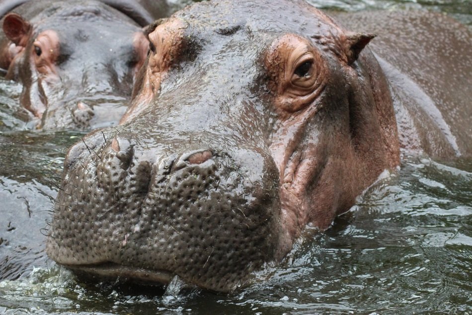 picture of hippopotamuses in the wildlife