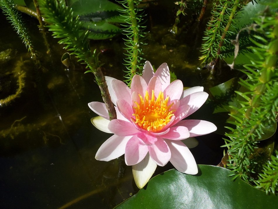 waterlily is a rose of the lake