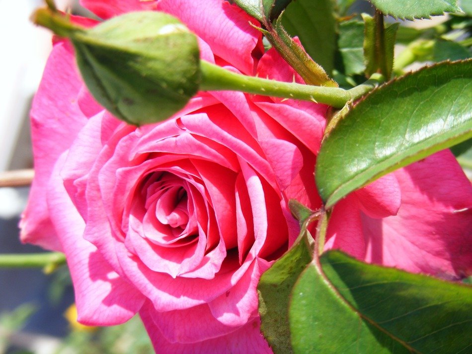 pink rose with bud closeup