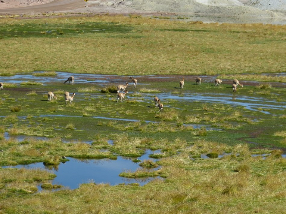 wild lamas in chile