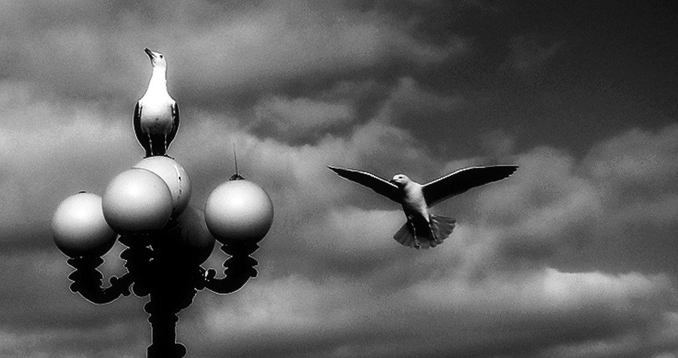 black and white photo of two seagulls, a street lamp against the backdrop of a stormy sky