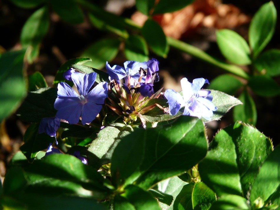 behind the leaves is a purple flower