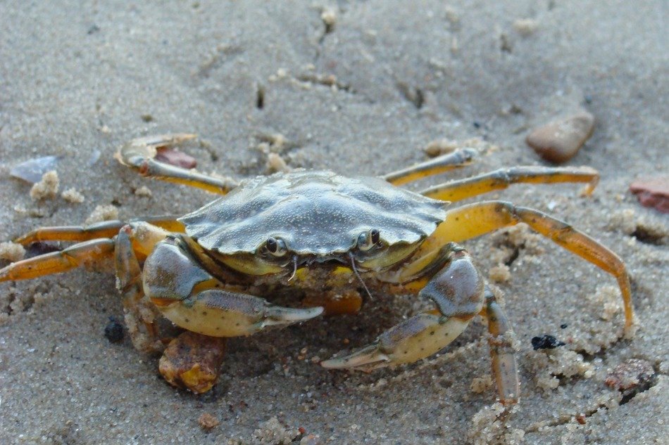 crab on the wet sand on the beach