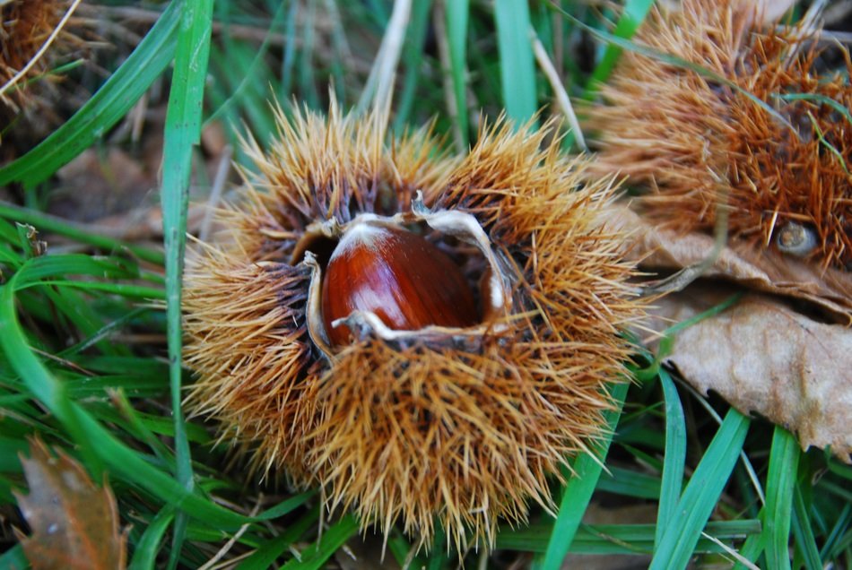 Picture of the natural chestnuts