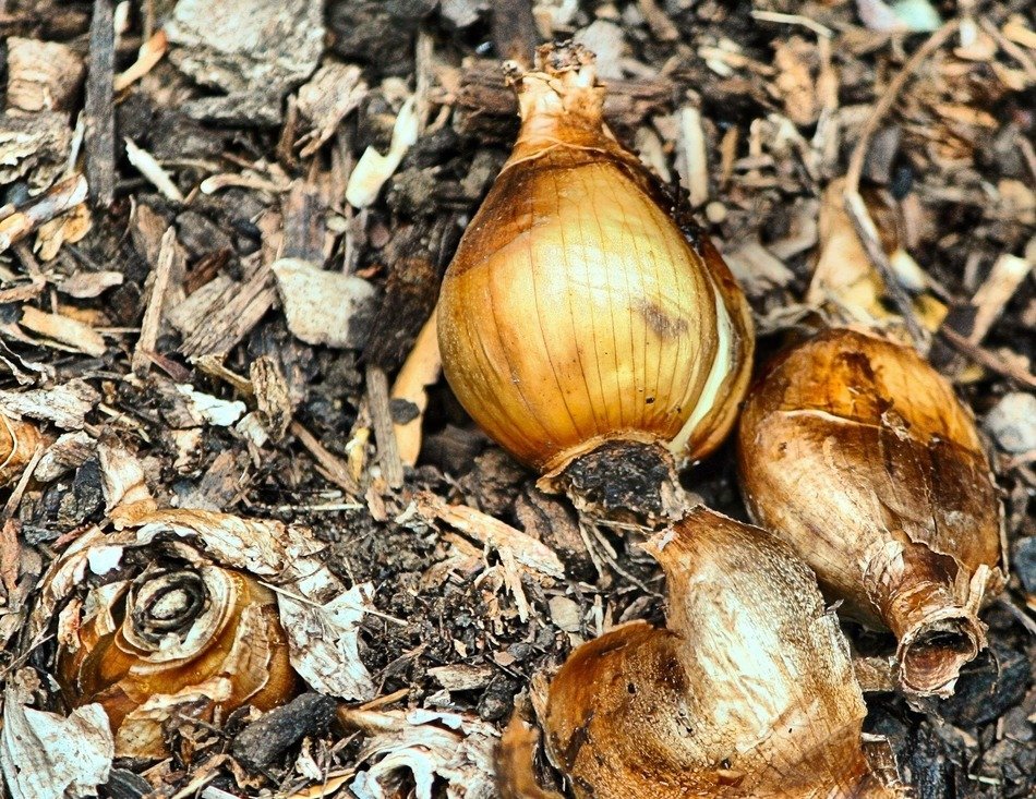 bulbs daffodil root propagation