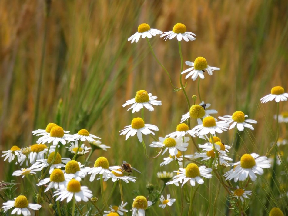 chamomilies on a farmfield in summer