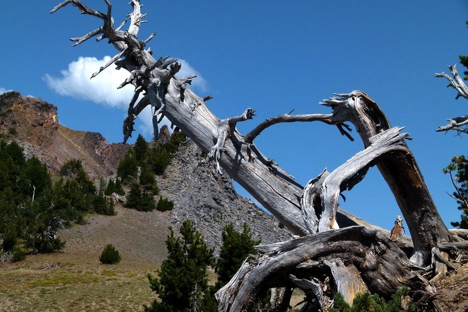 dead tree hills erosion landscape