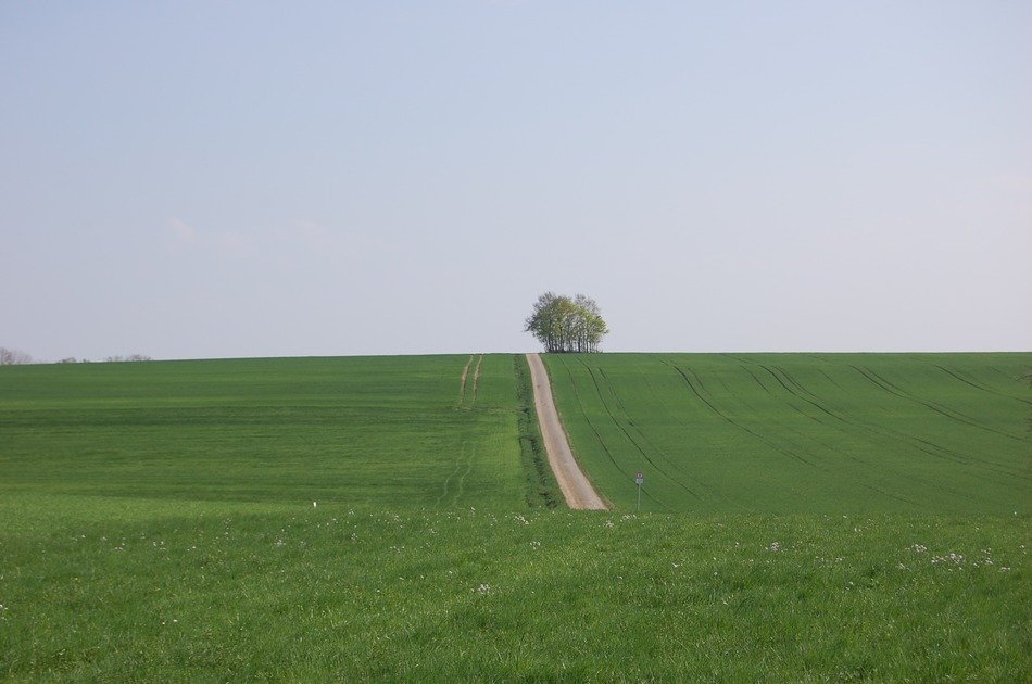 Beautiful landscape of the green meadow with the tree
