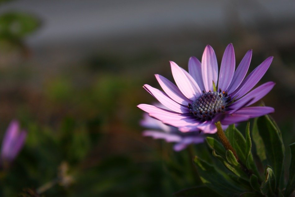 purple flower in the meadow at dusk