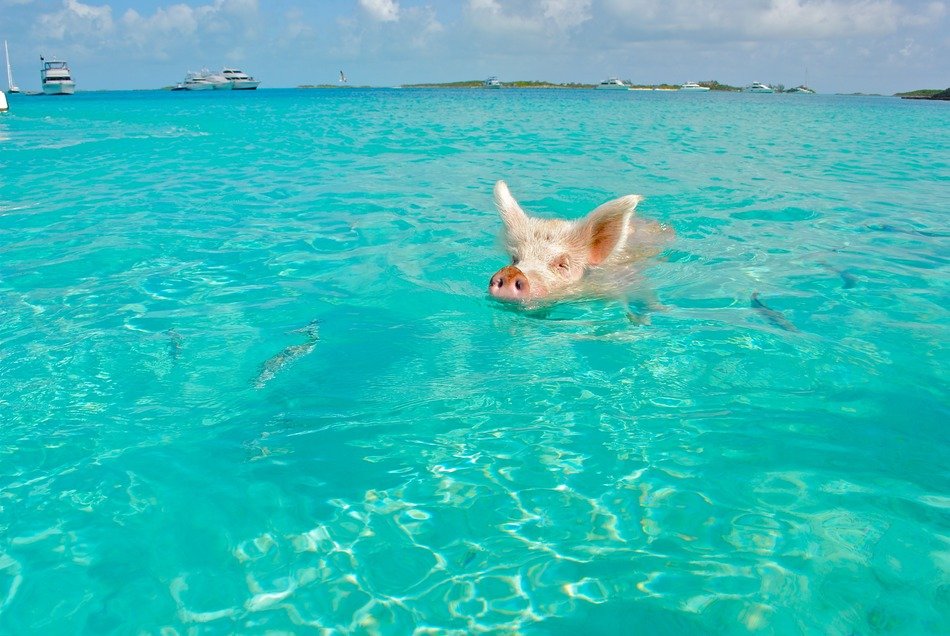 Pig in the water in Staniel Cay