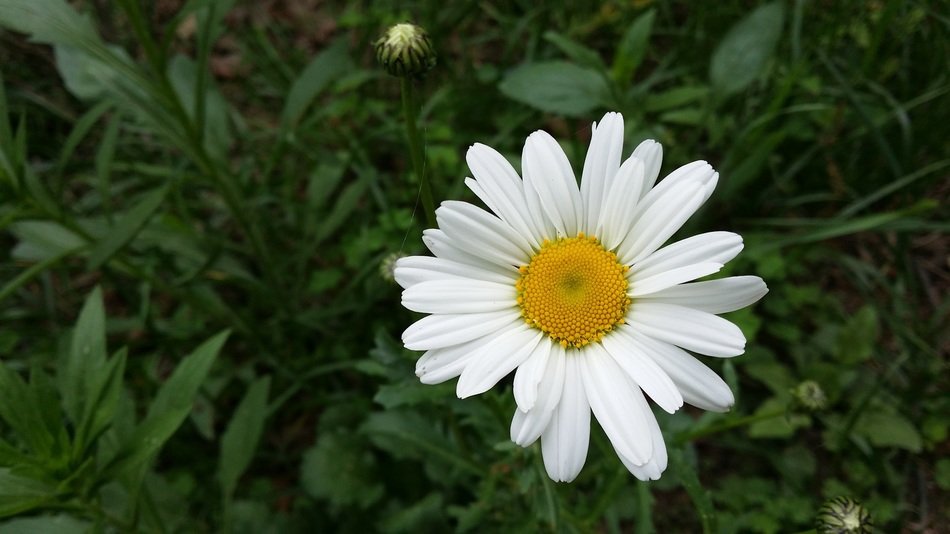 white flower of the garden