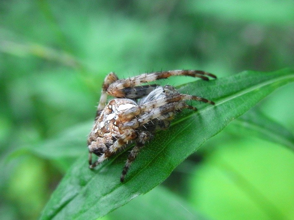 arachne spider