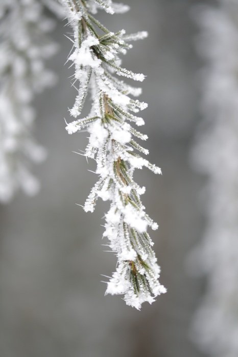 iced pine needles