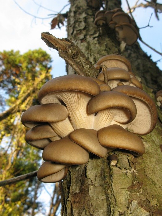 Mushrooms on a tree in Japan