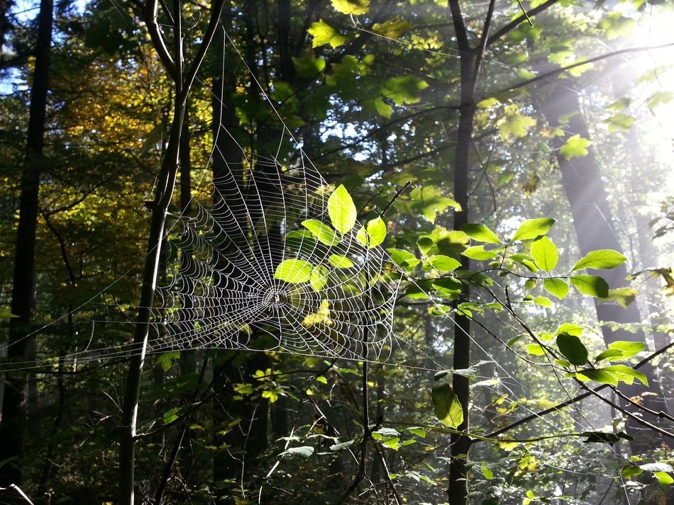 spider web in the forest in the glare of light