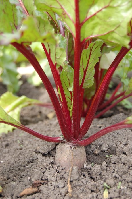 beet with haulm in the land