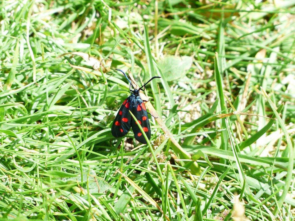 Colorful butterfly on the grass