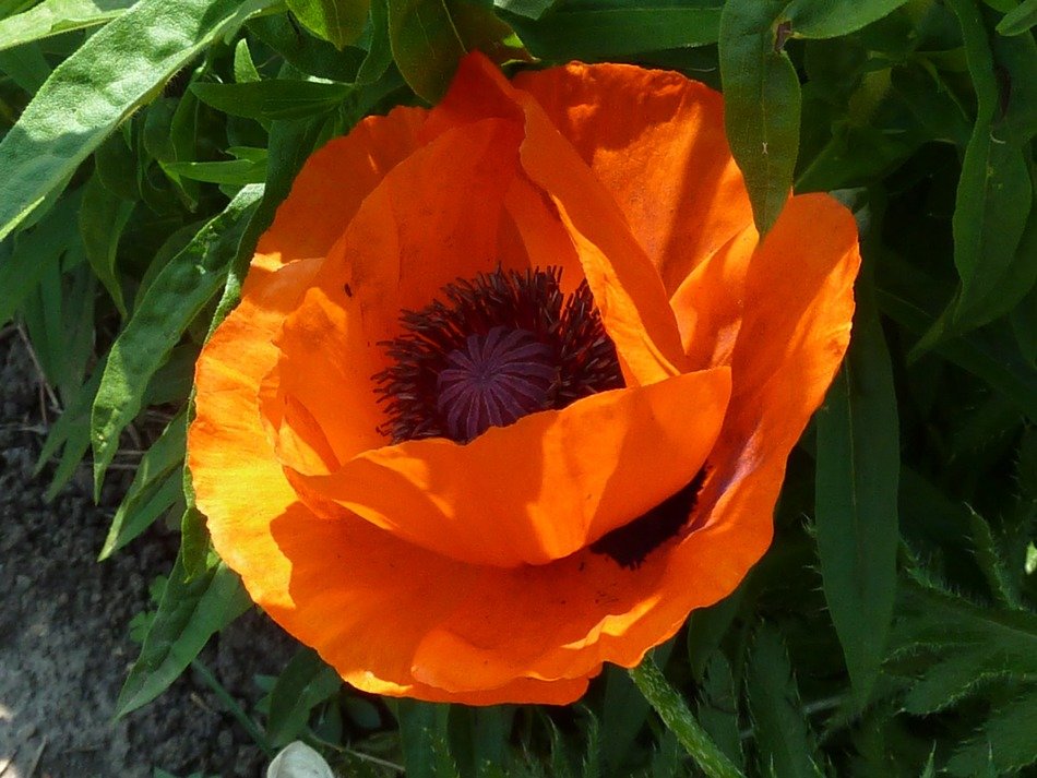 close up flower