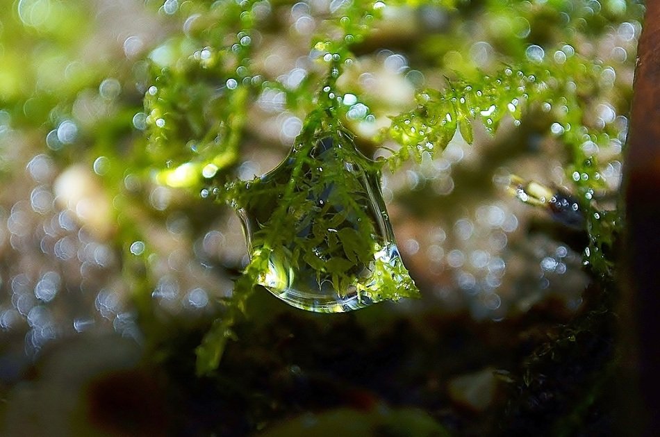 Drops of water on the moss