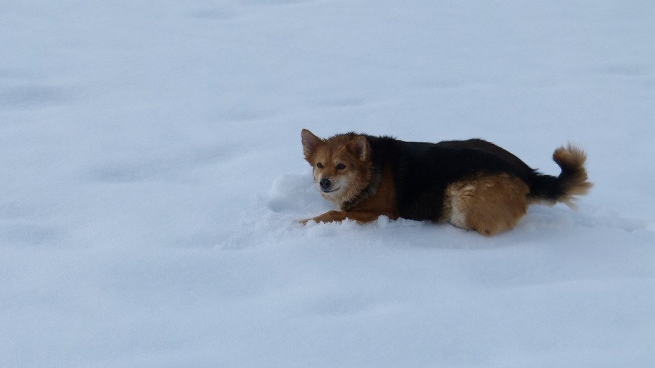 dog in snow