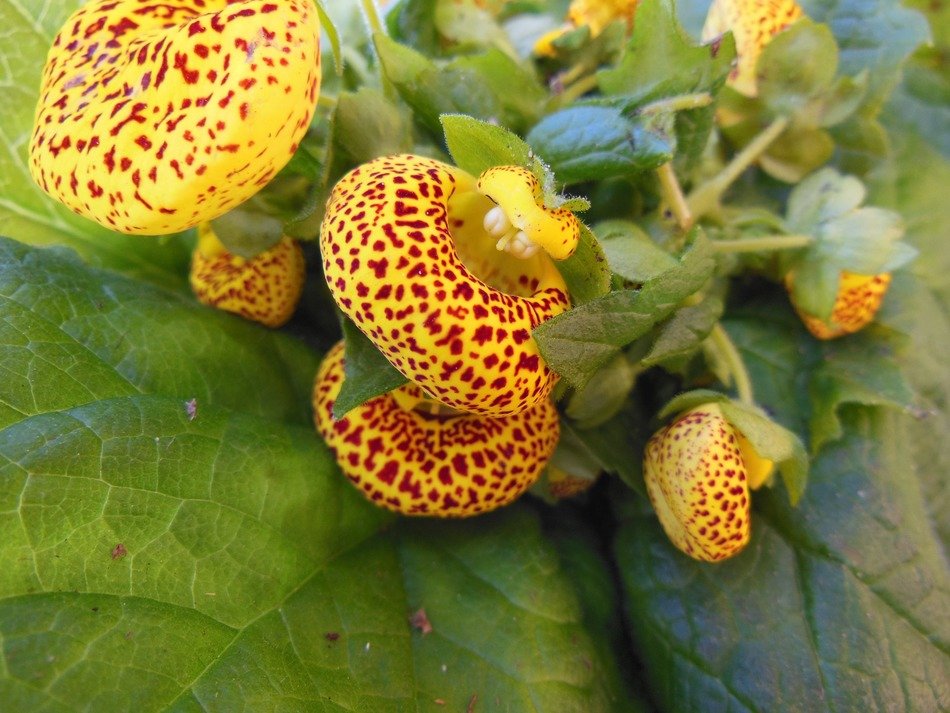 Calceolaria plants with yellow and orange spotted flowers