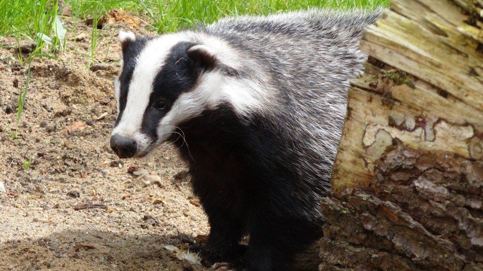 portrait of skunk in the forest