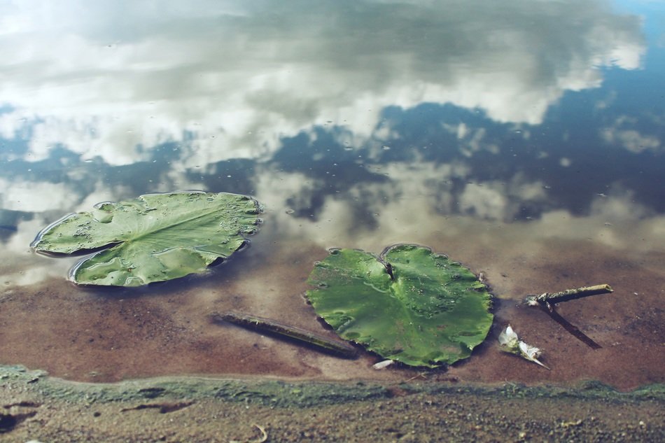 two large green leaves on the pond with clouds
