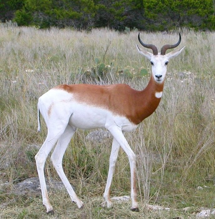impressive springbok staring