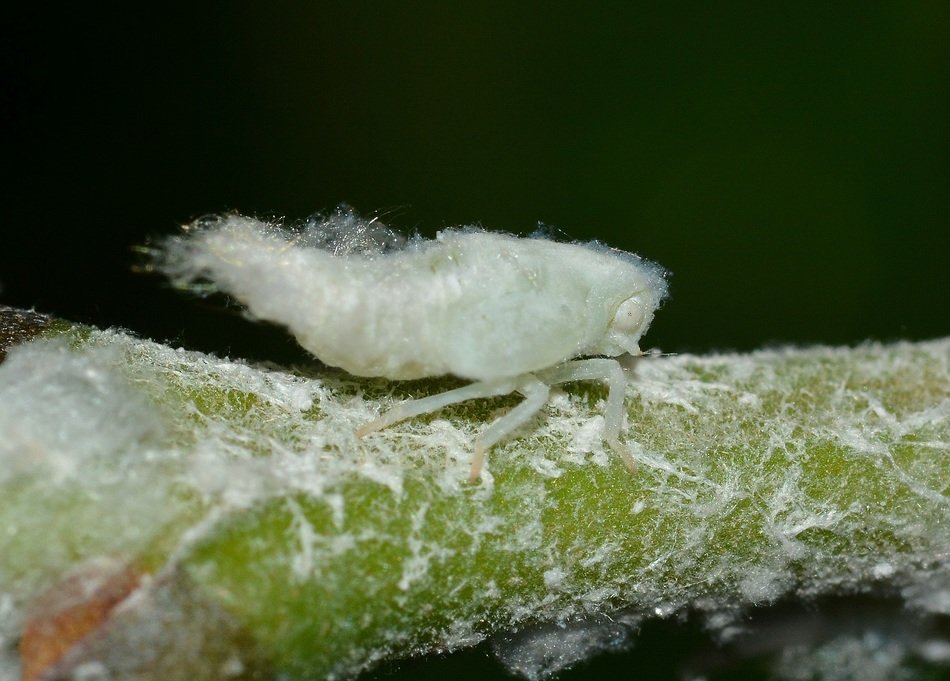 Mectafa insect in nature