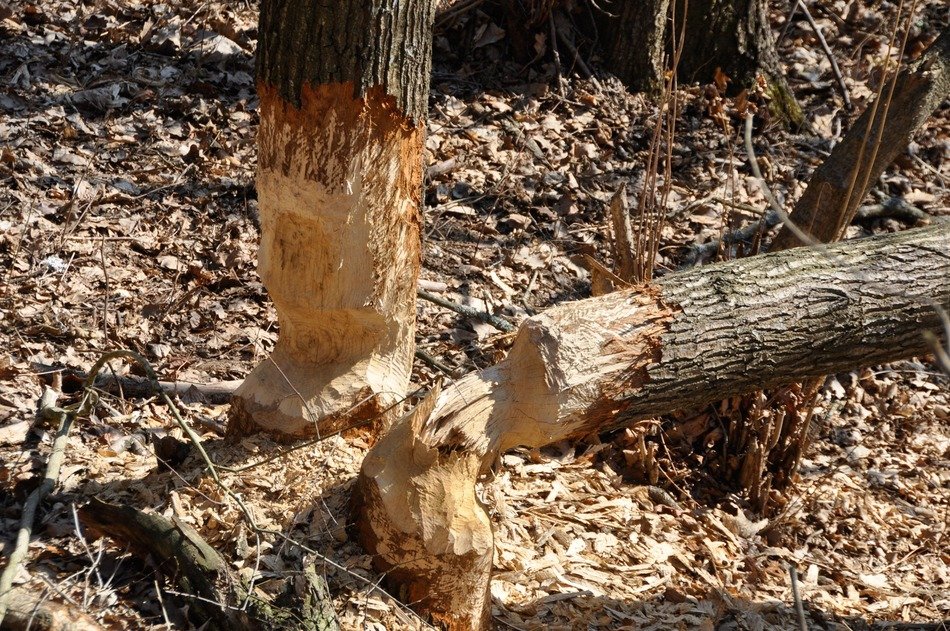 Picture of beaver's work