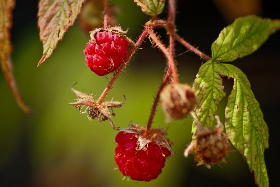 raspberry bio organic