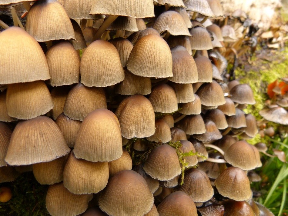 Photo of tree mushrooms