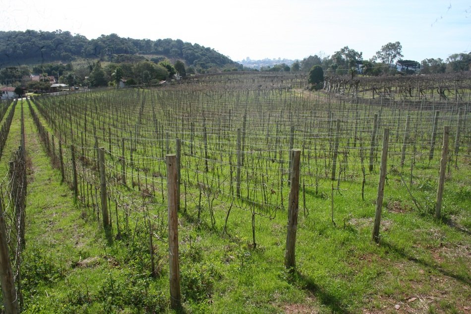 vine field plantation landscape