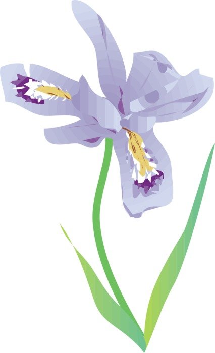 Picture of wild iris