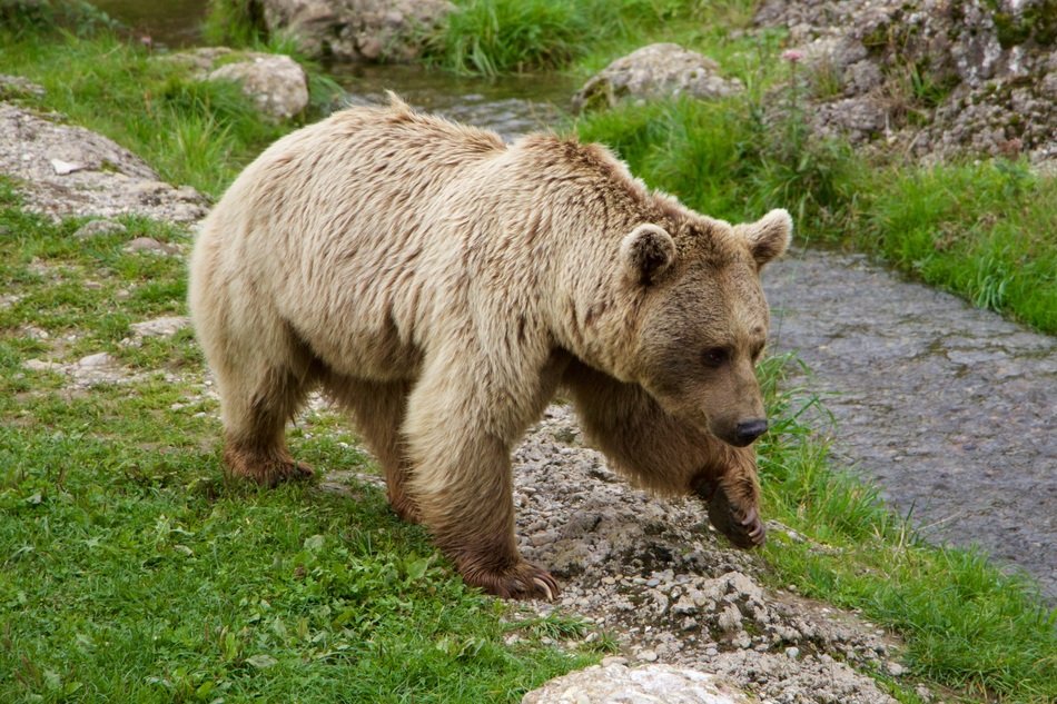 foraging siberian bear