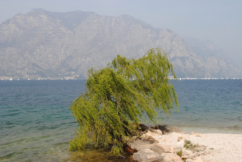 green bush on the beach of lake garda