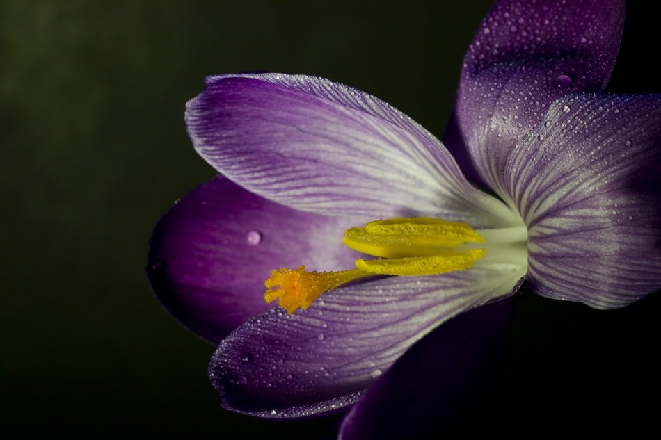 crocus blossom in water droplets